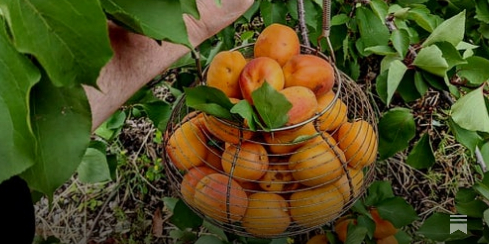 Homemade Fruit Moth Traps : r/BackyardOrchard