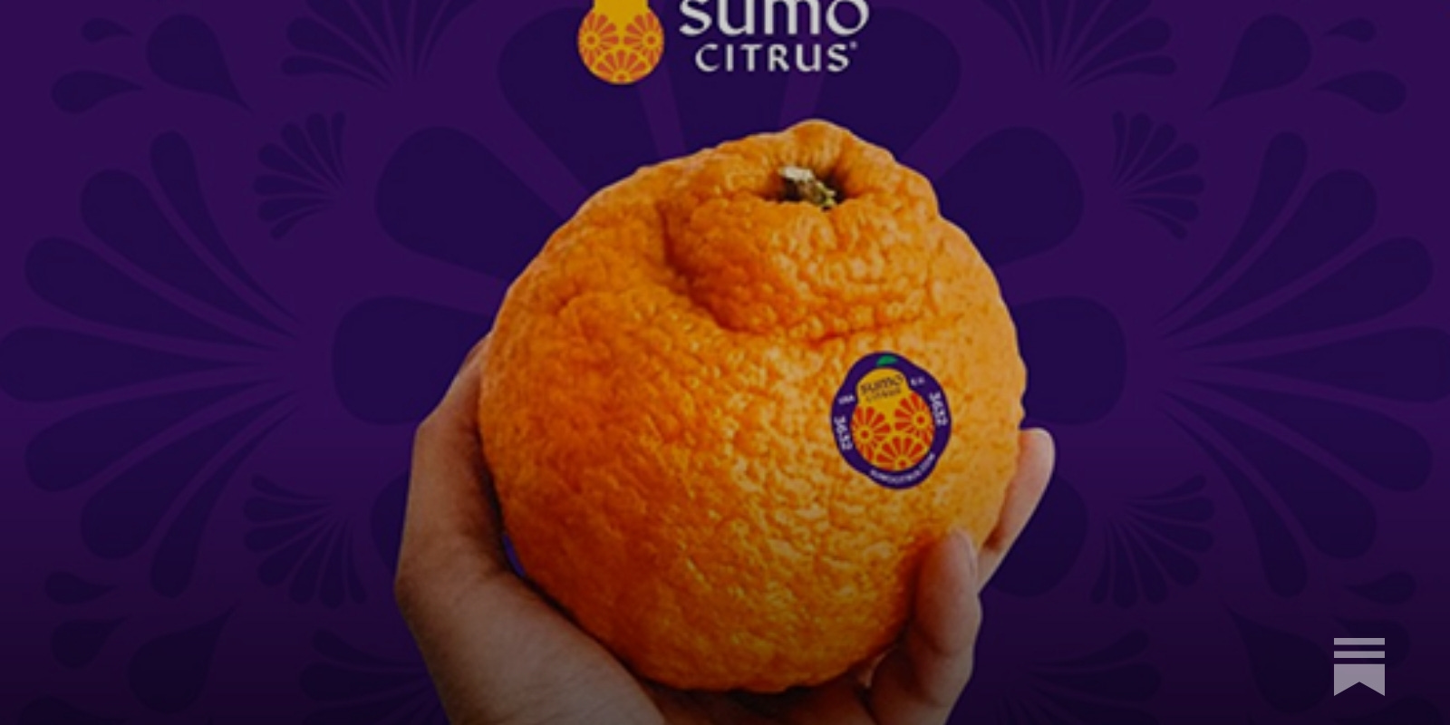 Everything You Need to Know About Sumo Oranges - TheSkinny