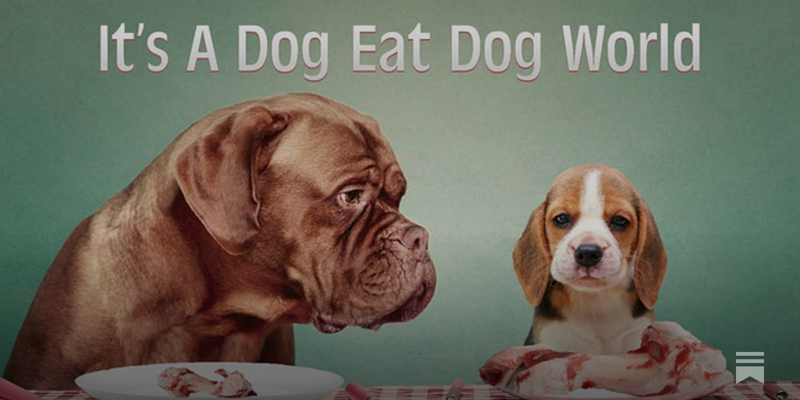 Dog world store