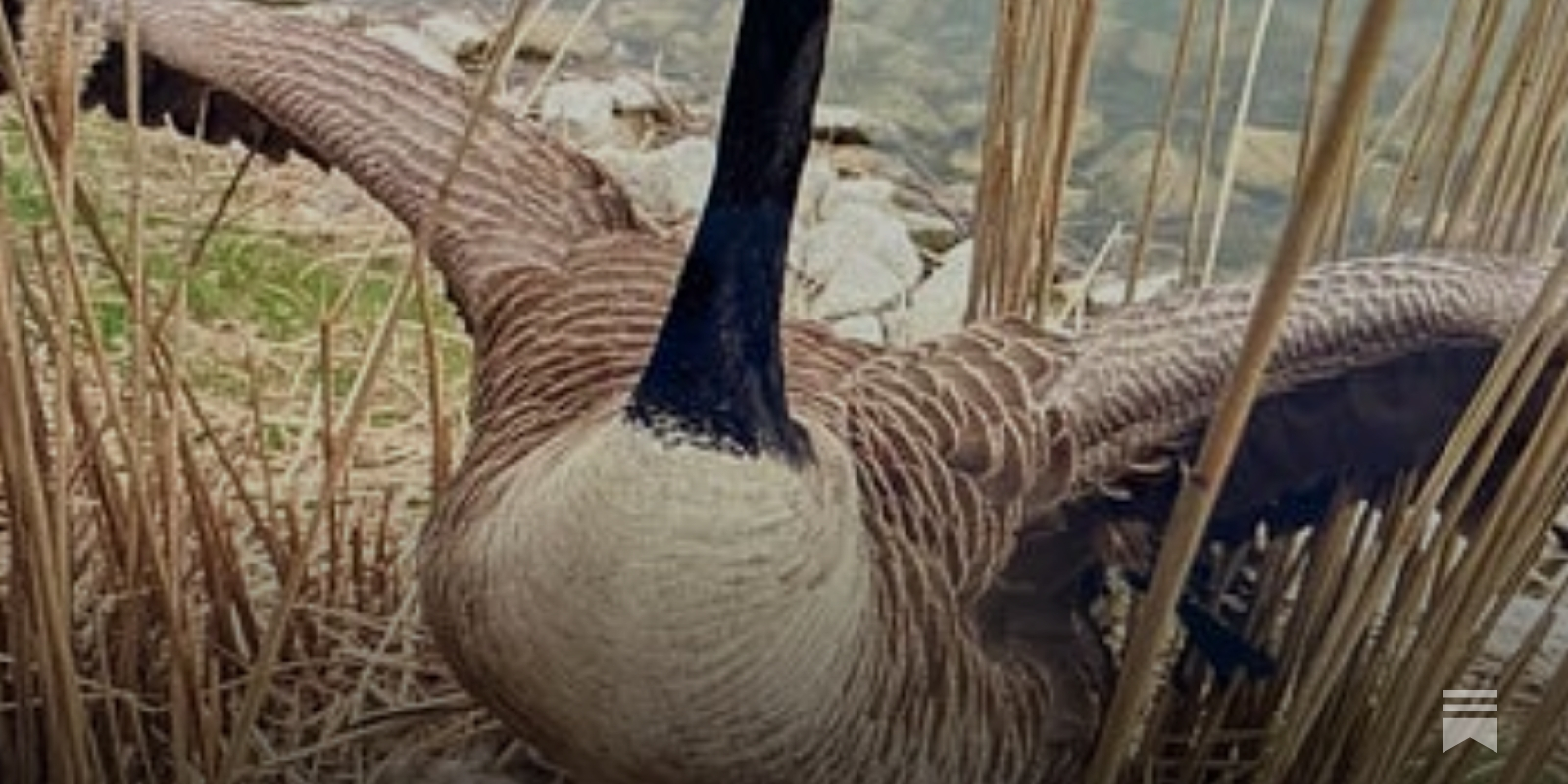 2018 canada discount goose season indiana