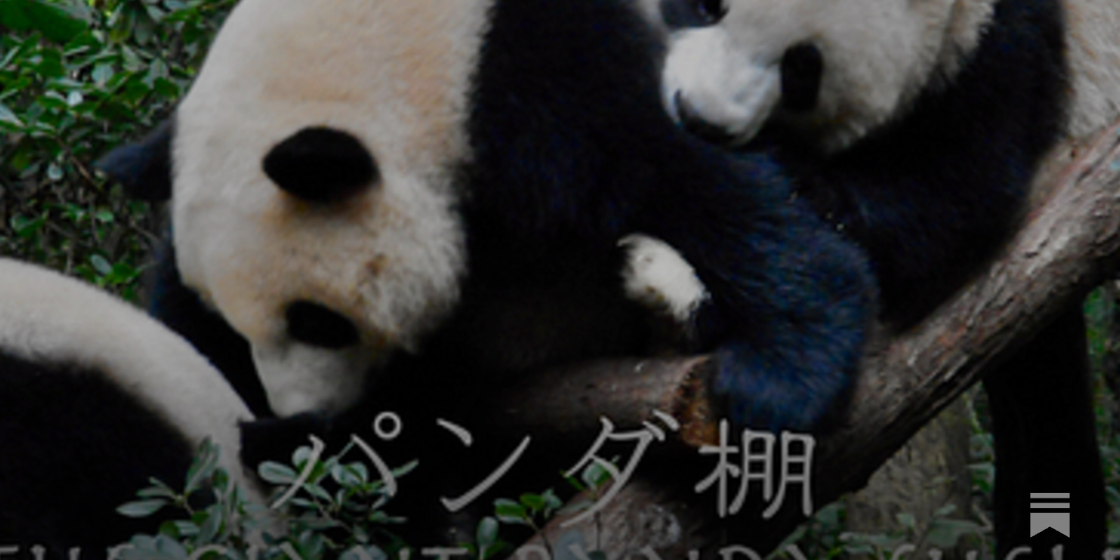 リーリーとシンシン 2頭を育てた中国飼育研究員の手記 - アート