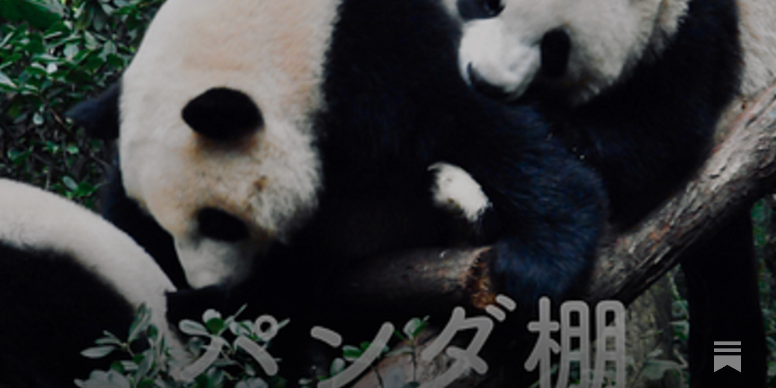 WILD LIFE ジャイアントパンダ(メス)