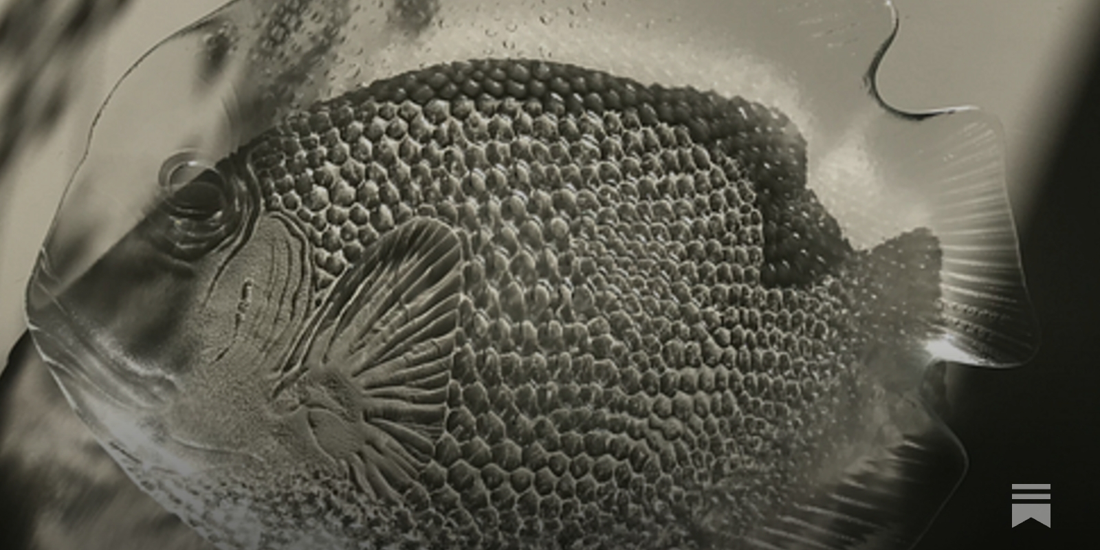 An ode to the omnipresent glass fish plate
