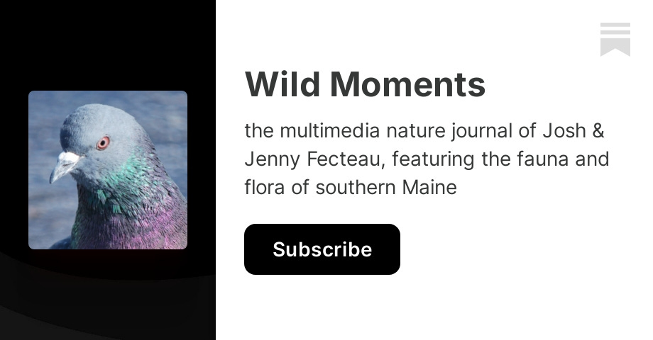 June 26 - July 2, 2024 - by Jenny Fecteau - Wild Moments