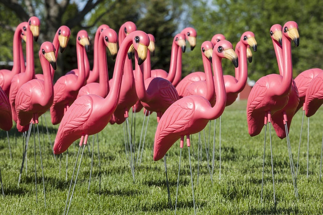 How the pink plastic lawn flamingo became an American cultural icon - Vox