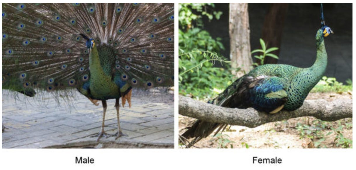 Pecock, The male was strutten his stuff for several females…