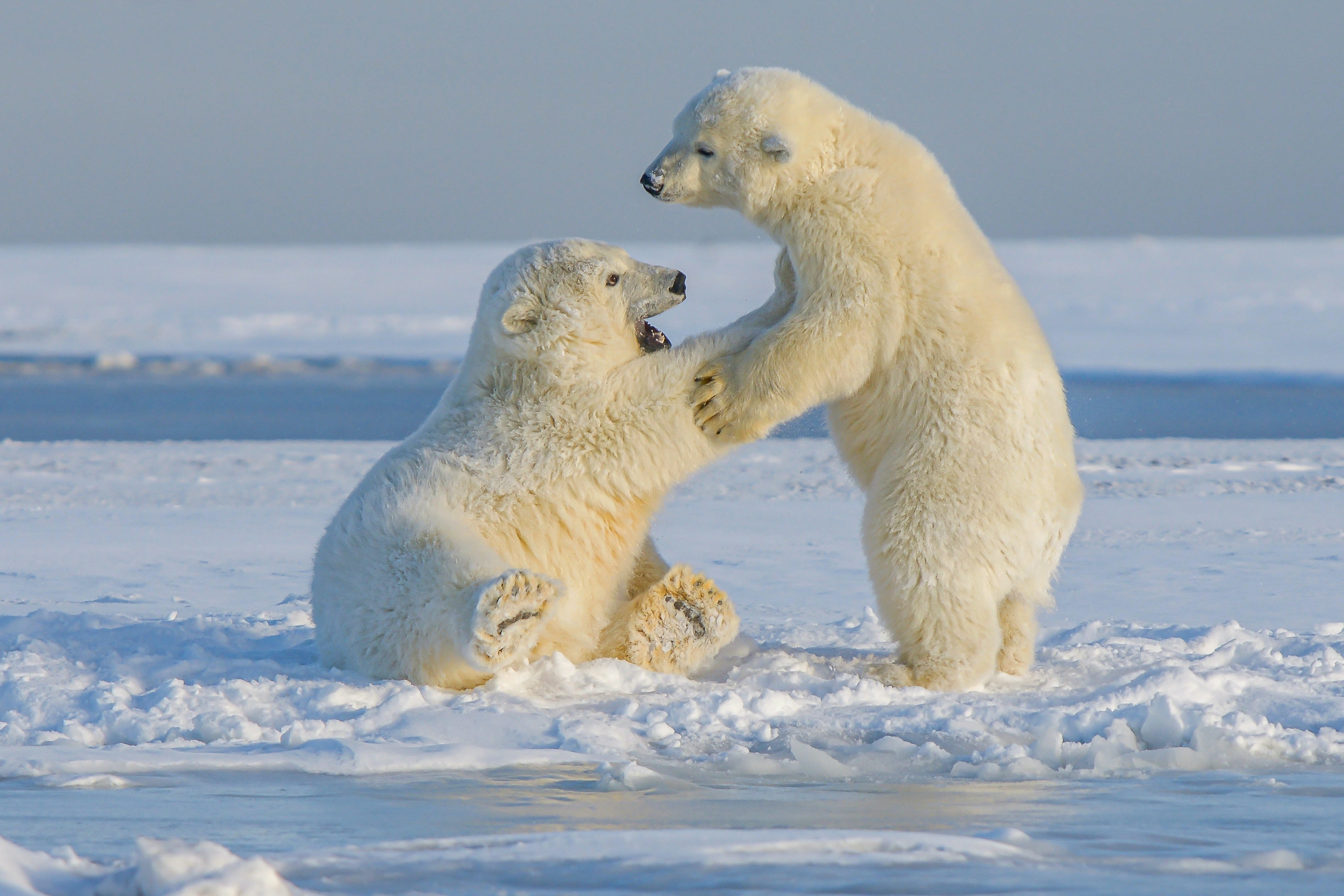 Polar Bears Are Facing Extinction, Not Just 'Vulnerability