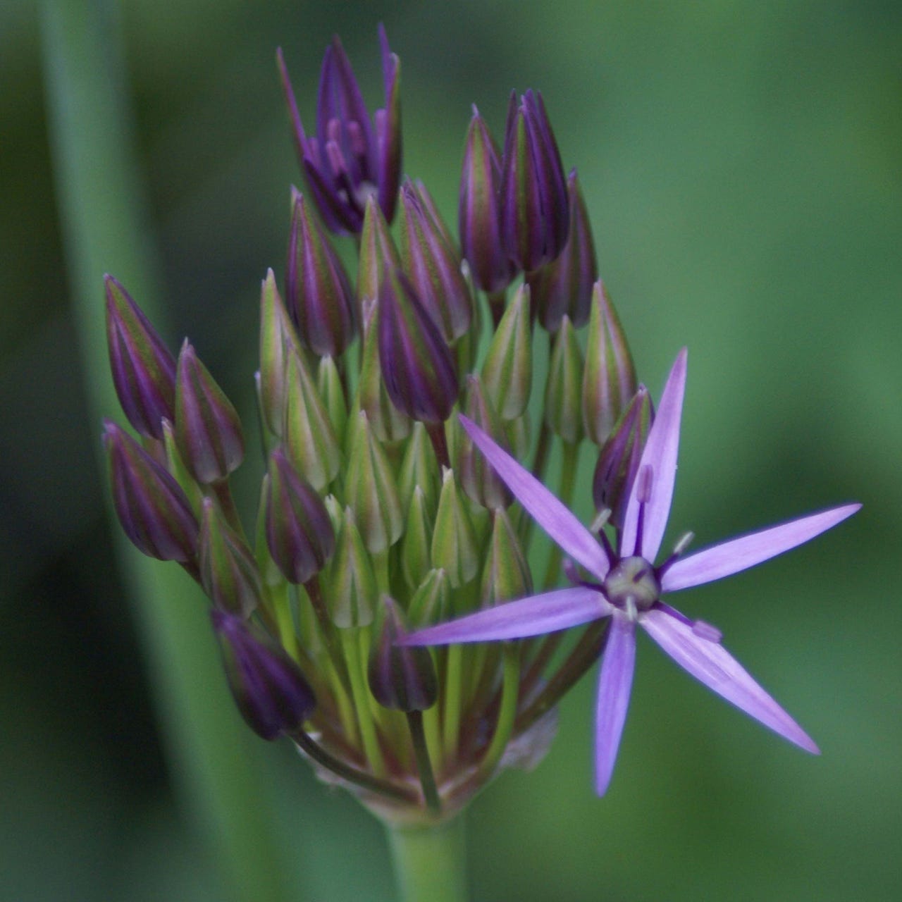 From Seed to Bloom