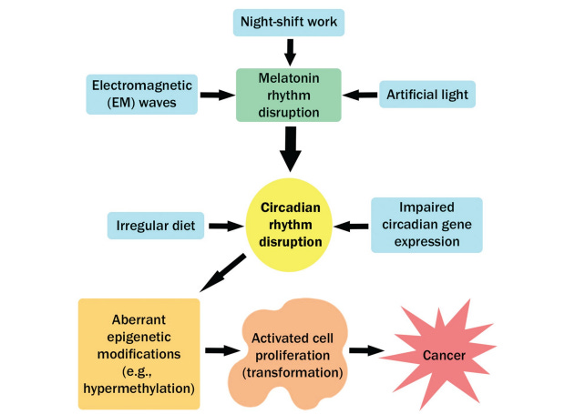 Epigenetics and light at night🚨 - by Nikko Kennedy