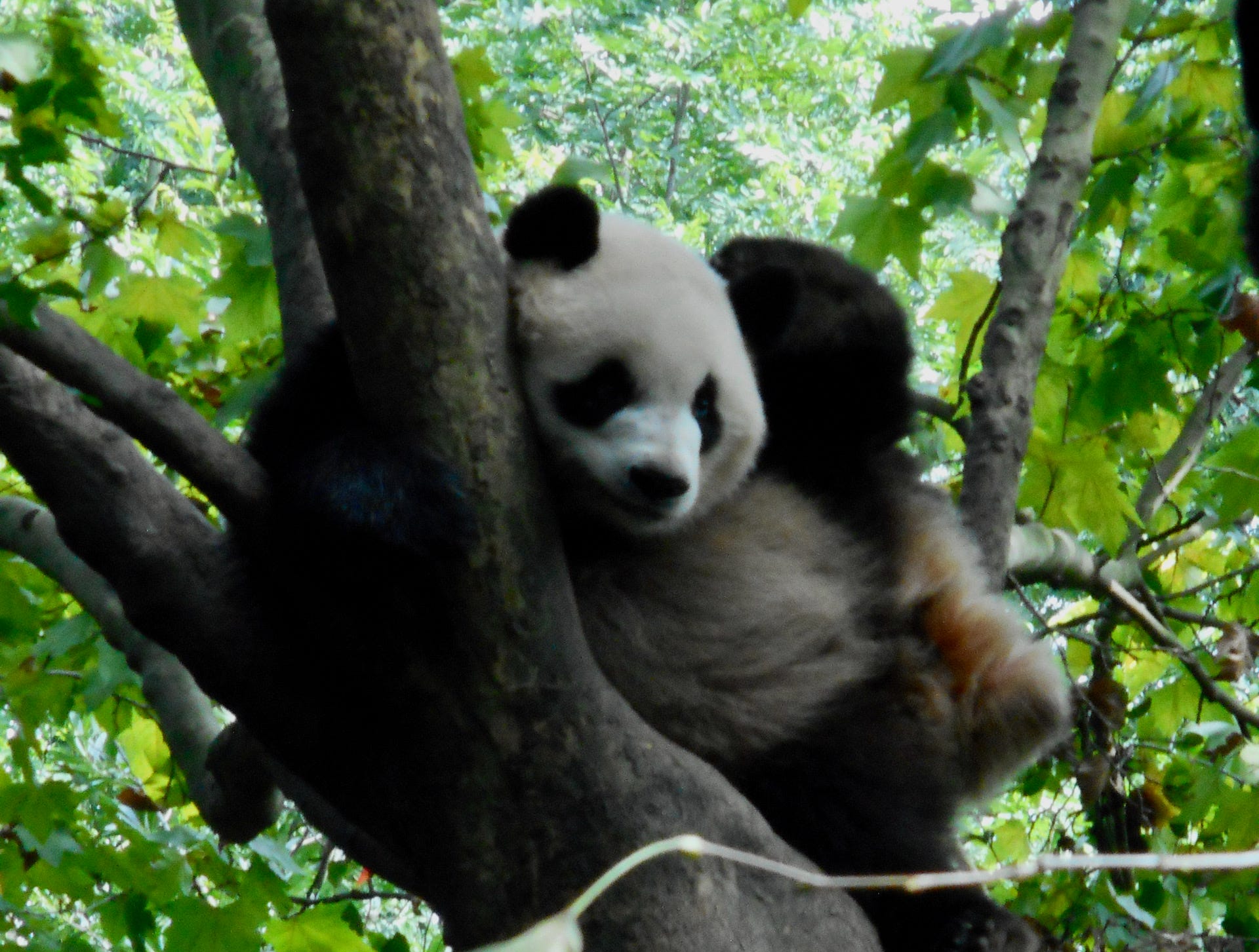 パンダ棚 No 59 21 11 22 By Shiyuudou