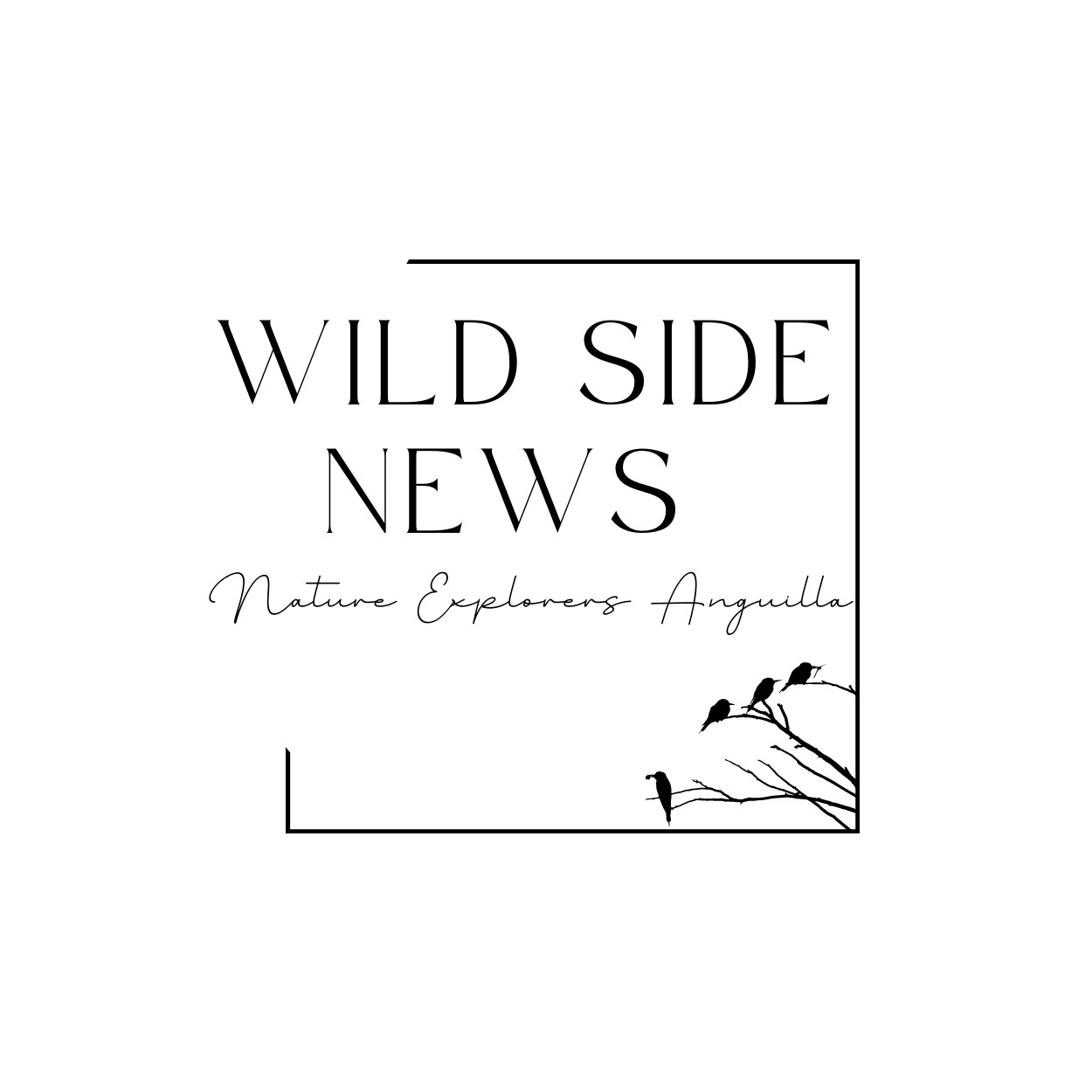 Wild Side News logo