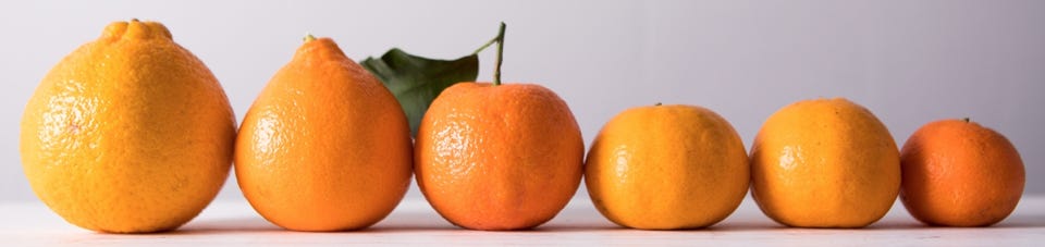 What is a Sumo Orange?