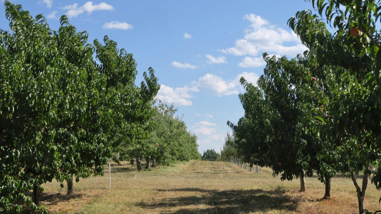 Autumn Hills Orchard - by Amy Allen - Palate & Palette