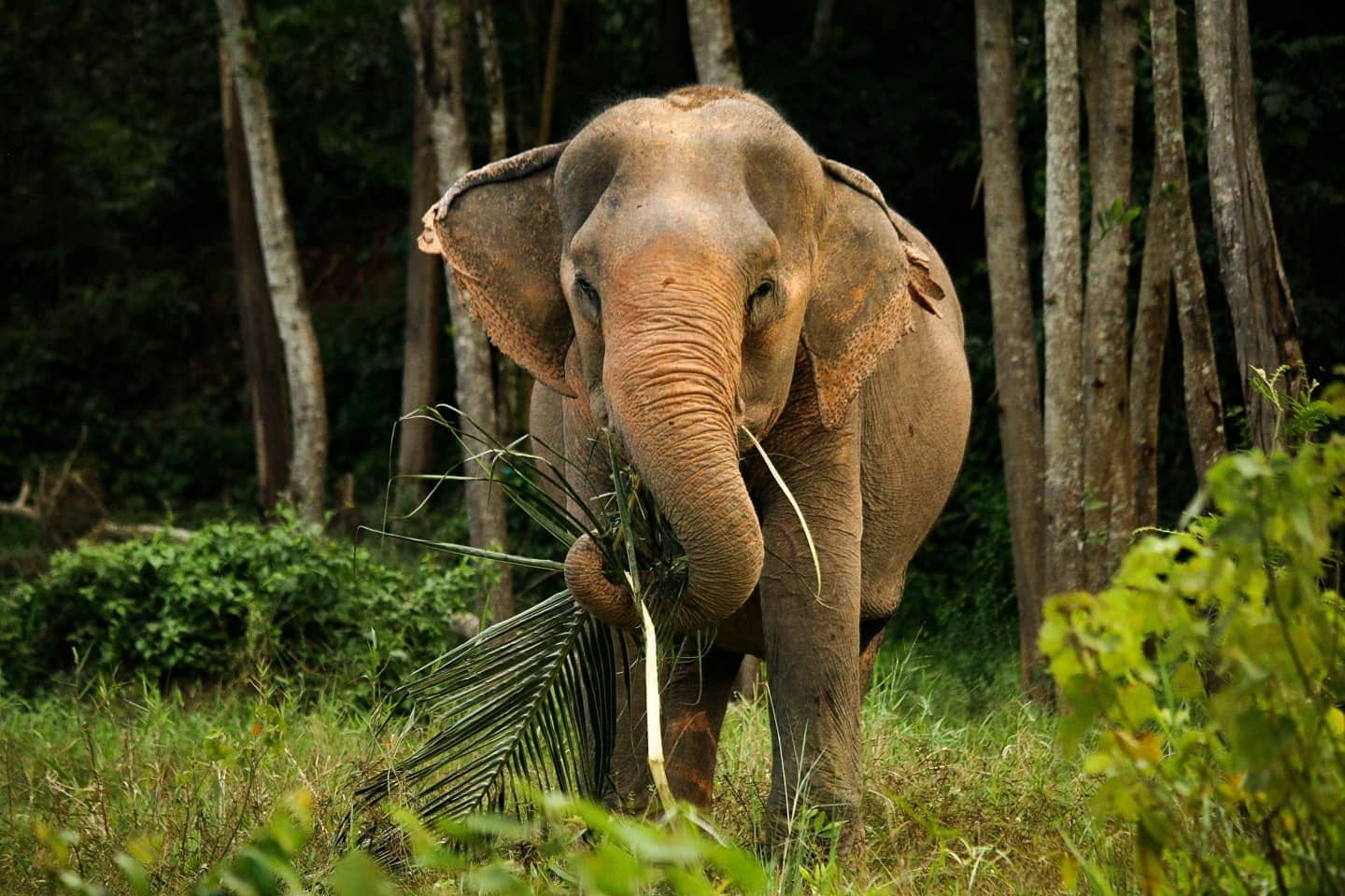 Saving Giants - Tales of the Orient by Simon Ostheimer