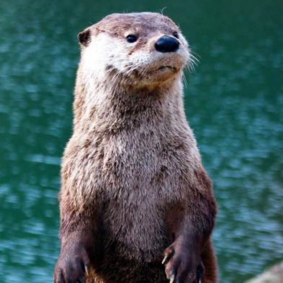 Things You Otter Know