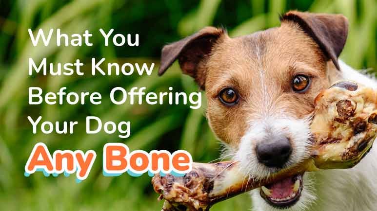 what is a good bone for dogs