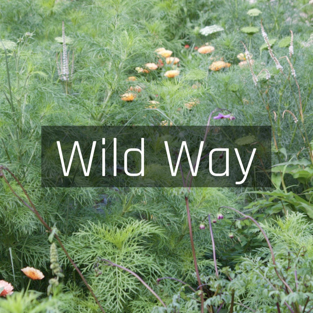 WILD WAY - gardening with wildlife by Jack Wallington