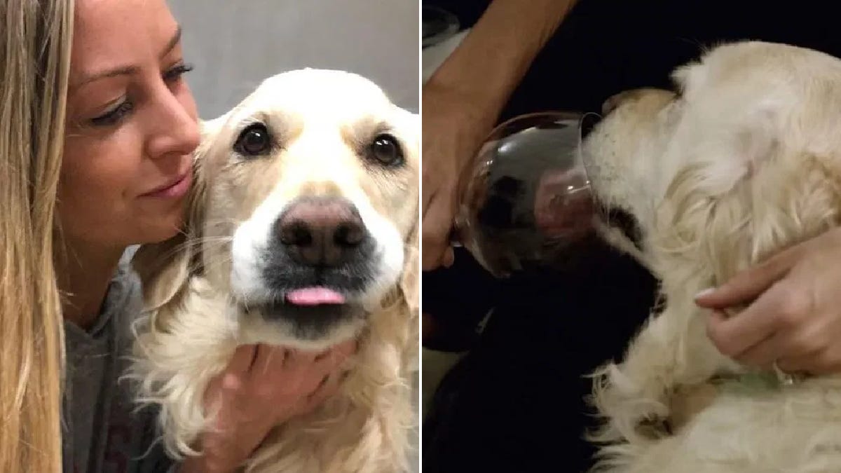 That s the girl her dog. Девушка обнимает собаку. Женщина и ретривер. Фото большая собака обнимает землю. Selfie with dog.