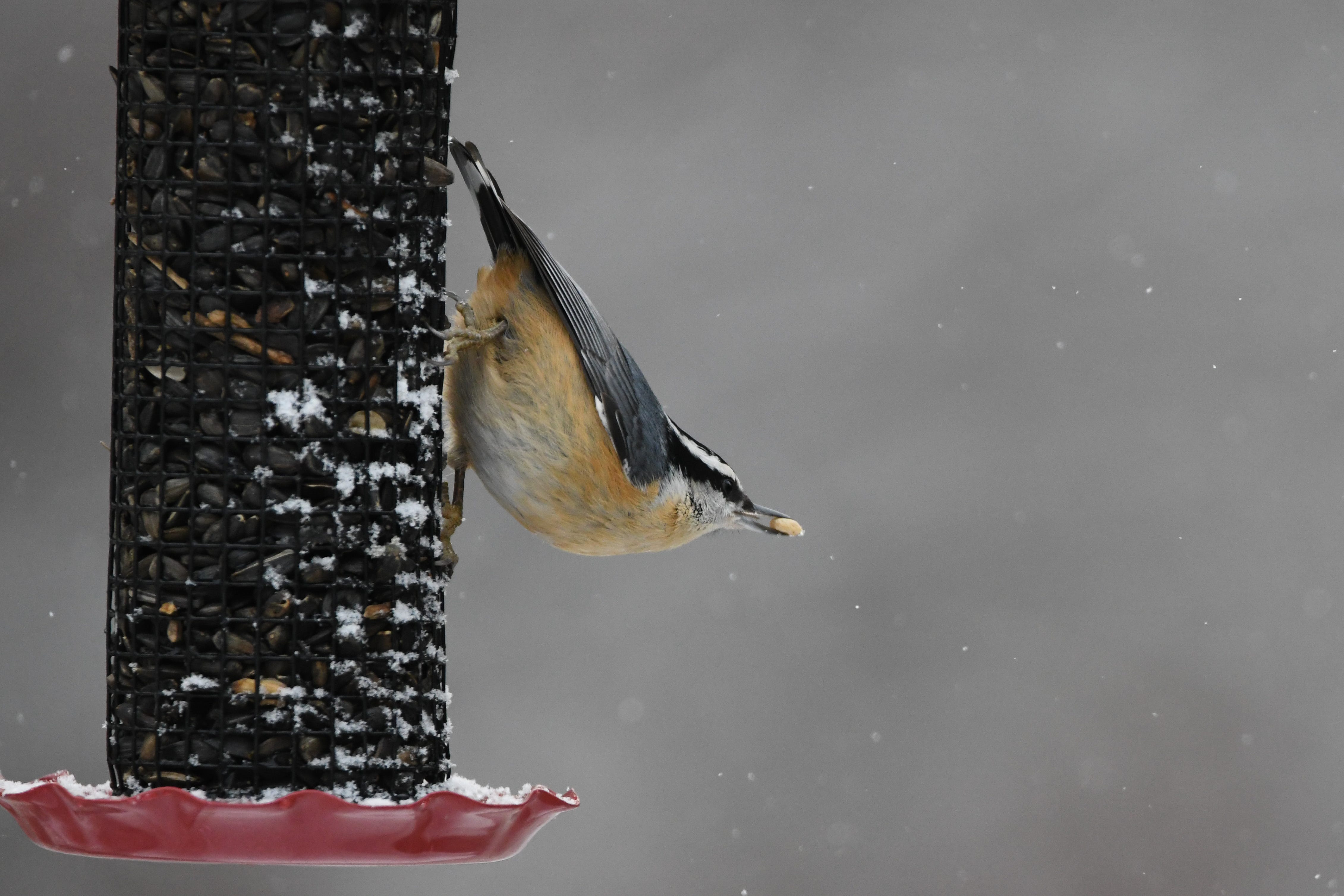 Birding Without My Glasses - by James Freitas - Rock & Hawk