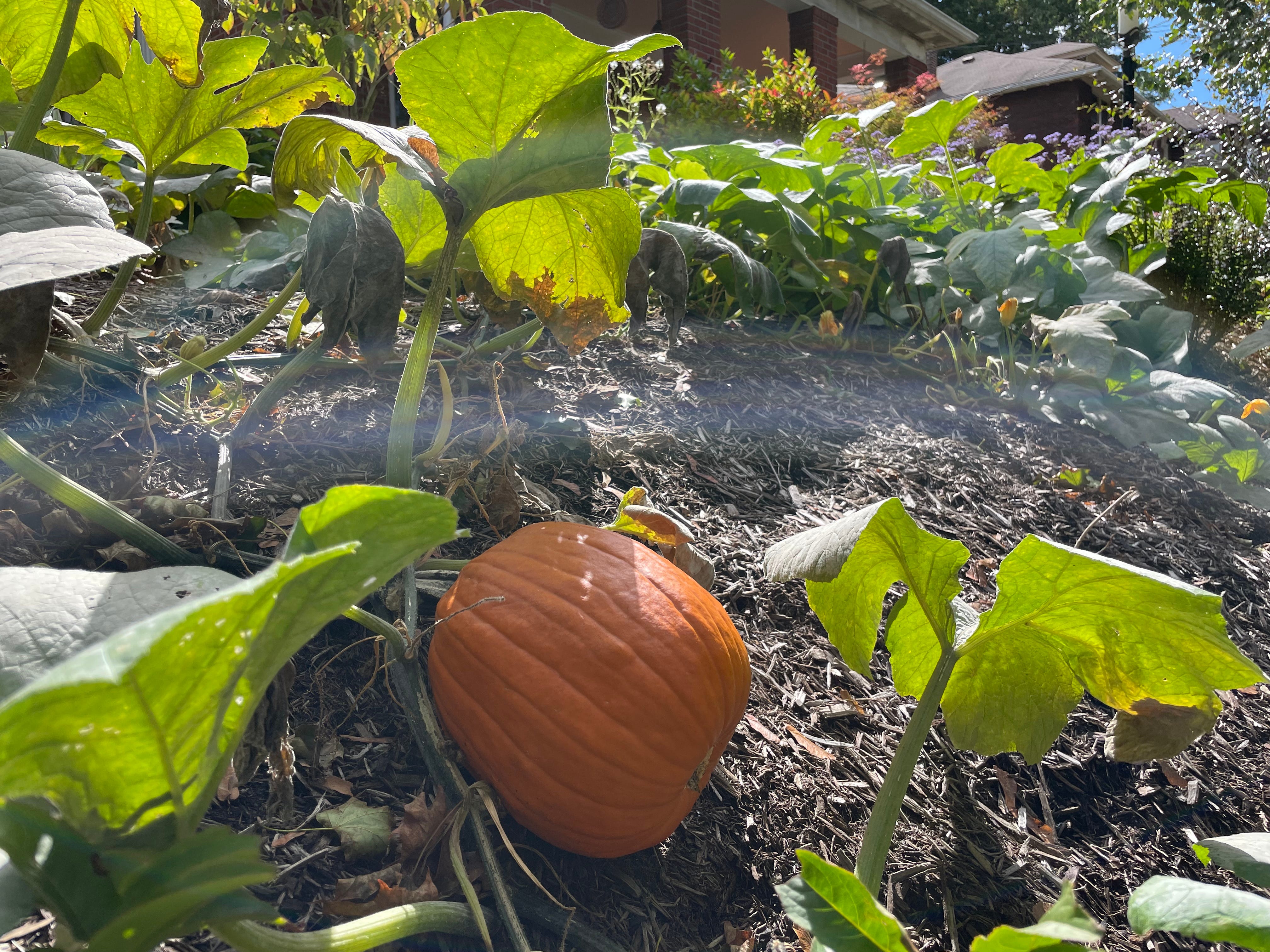 Surprise Pumpkin Patches & Other Successes