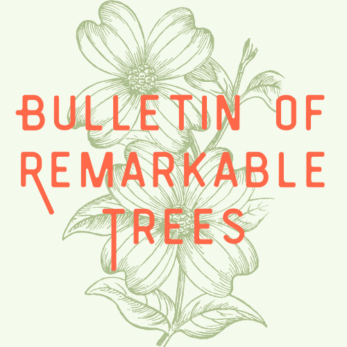 Artwork for Bulletin of Remarkable Trees