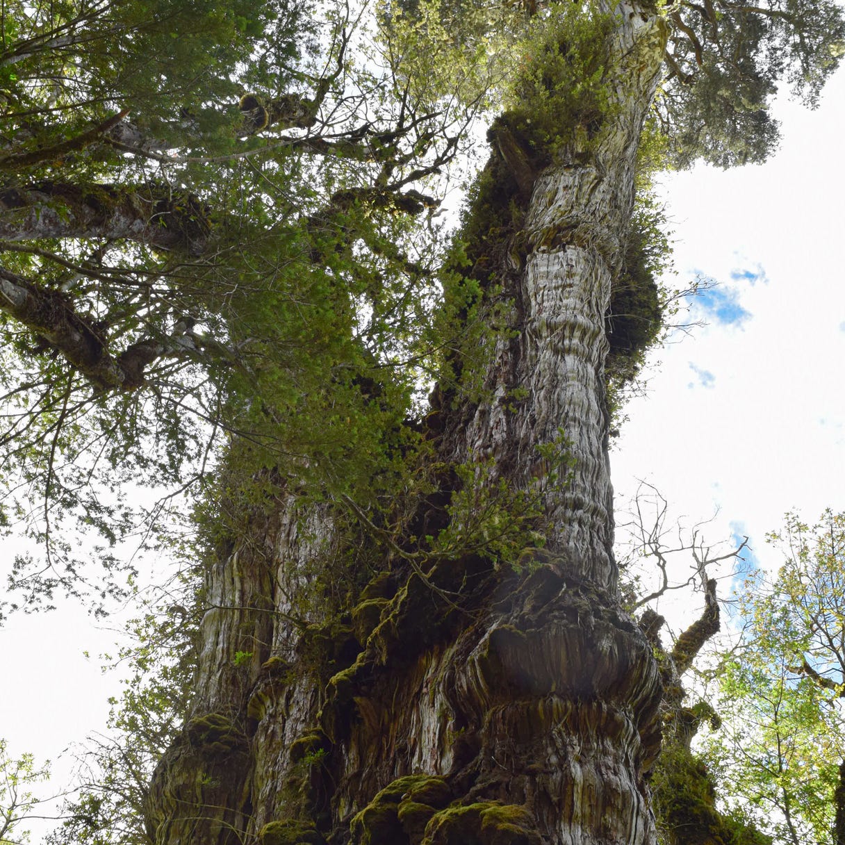 9/11 survivor tree still fighting the odds - Friends of Trees