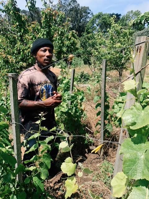 The Fizz #28: Christopher Renfro, S.F. urban viticulturist & non-profit  co-founder is actively making change in the wine industry