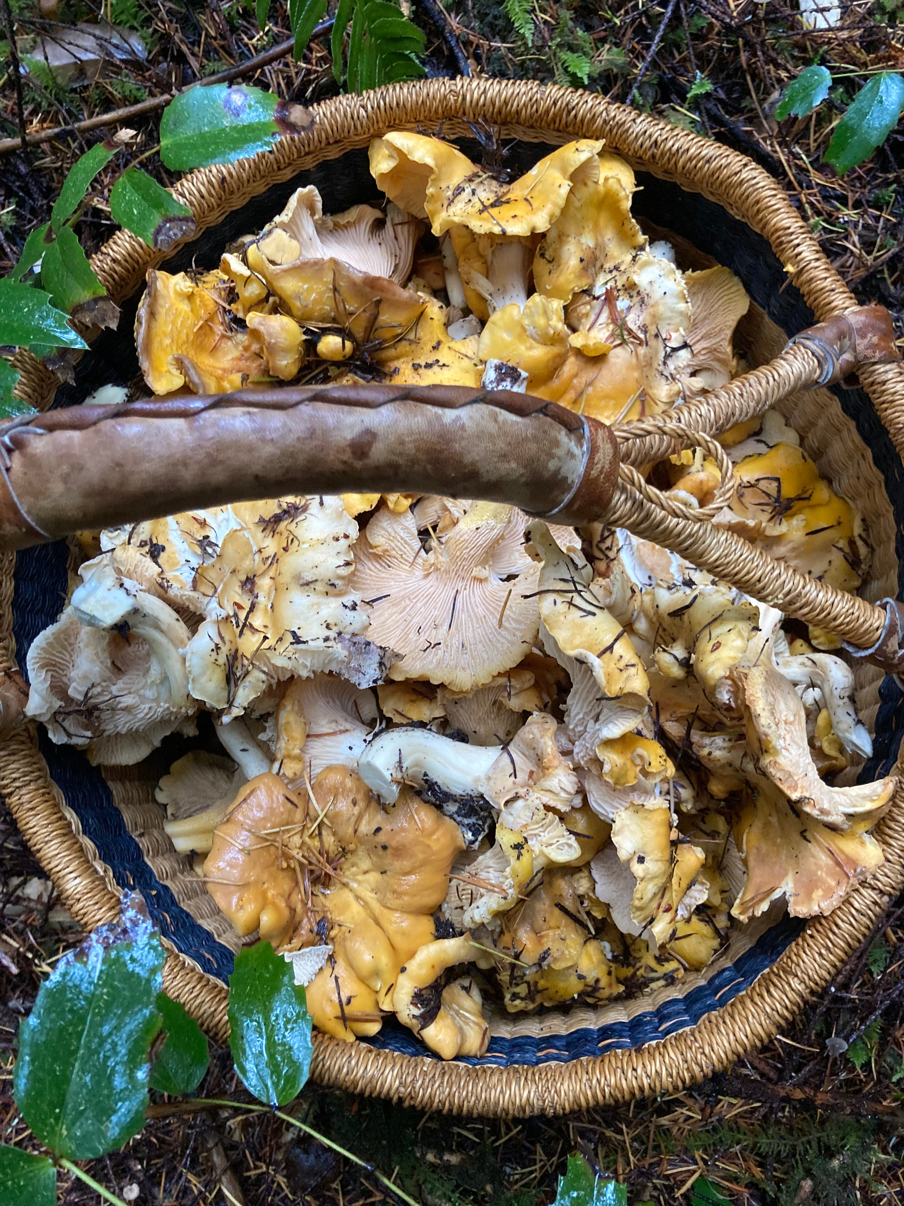 On Chanterelles - by Lola Milholland - Group Living