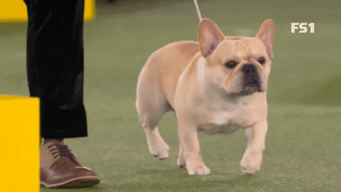 Winston the French bulldog has won the National Dog Show