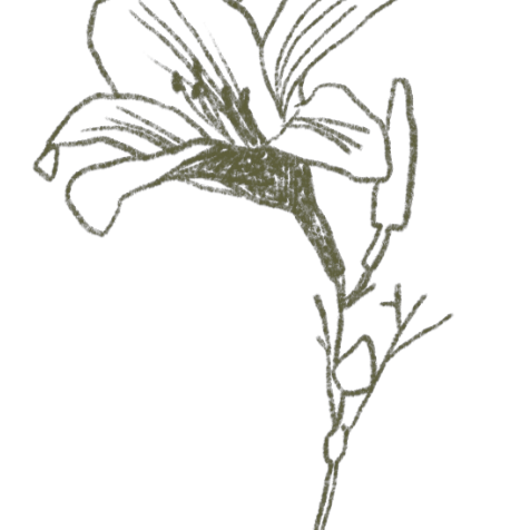 The Daylily logo