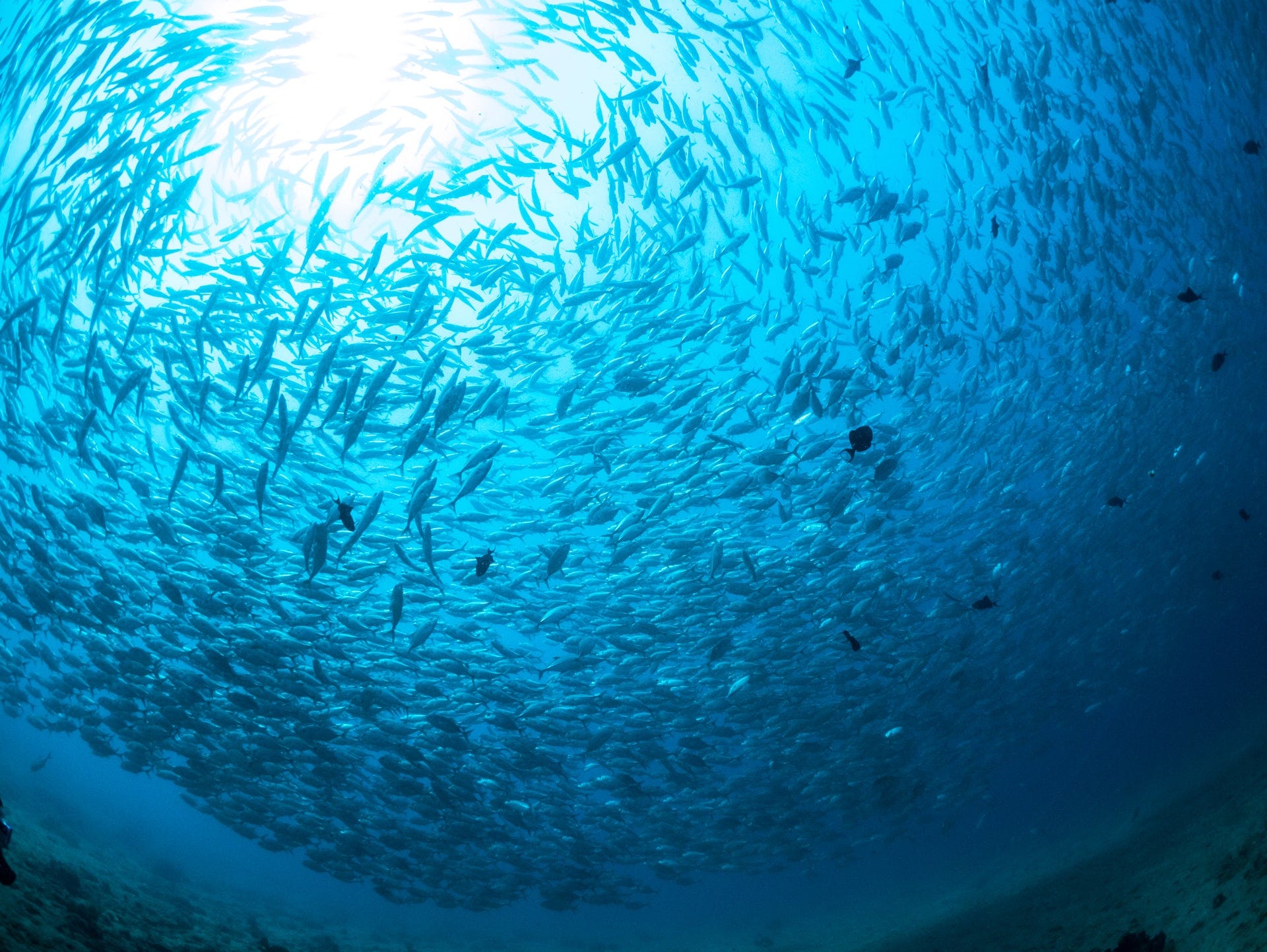 5 слоев океана. Стая рыб. Стаи рыб в океане. Рыбы под водой. Рыбы в океане сверху.