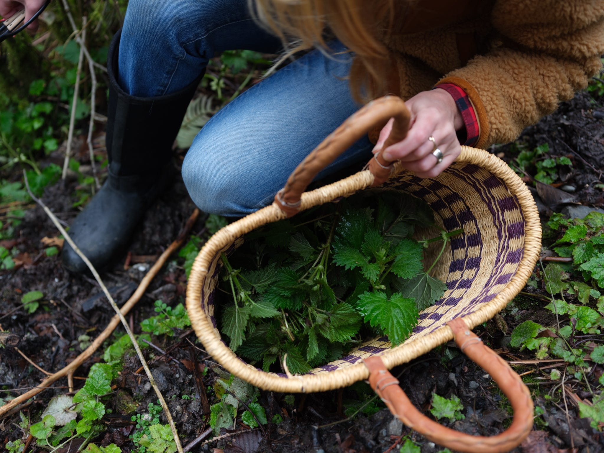 How I Honorably Harvest and Enjoy Stinging Nettle – Wild Montana