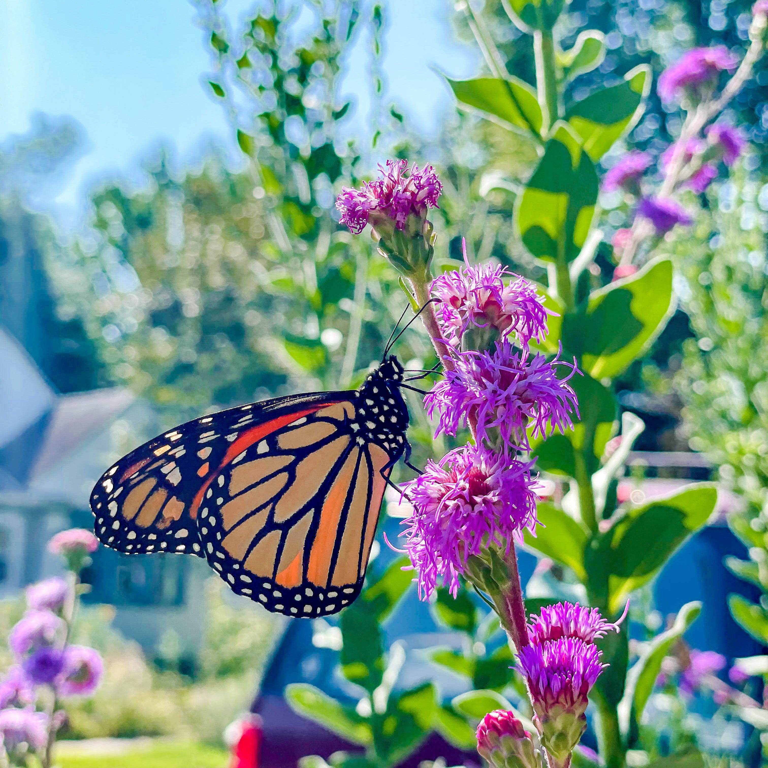 Blundering Gardener: Many readers were waiting for the butterflies to  flutter by – Twin Cities