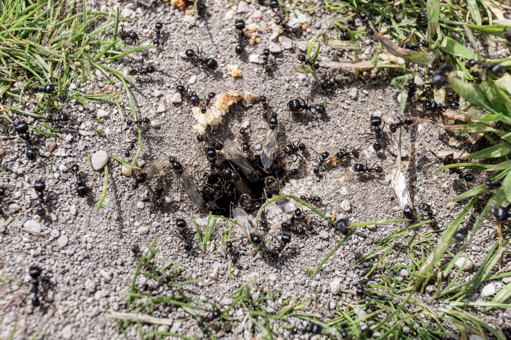 Муха в земле. Муравейник садовых муравьёв. Гнезда земляных муравьев. Муравейники черных садовых муравьев. Муравьи на даче.