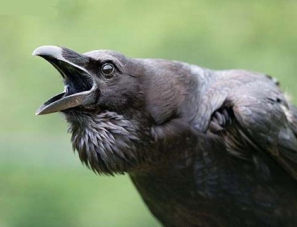 Artwork for The Ranting Raven Newsletter