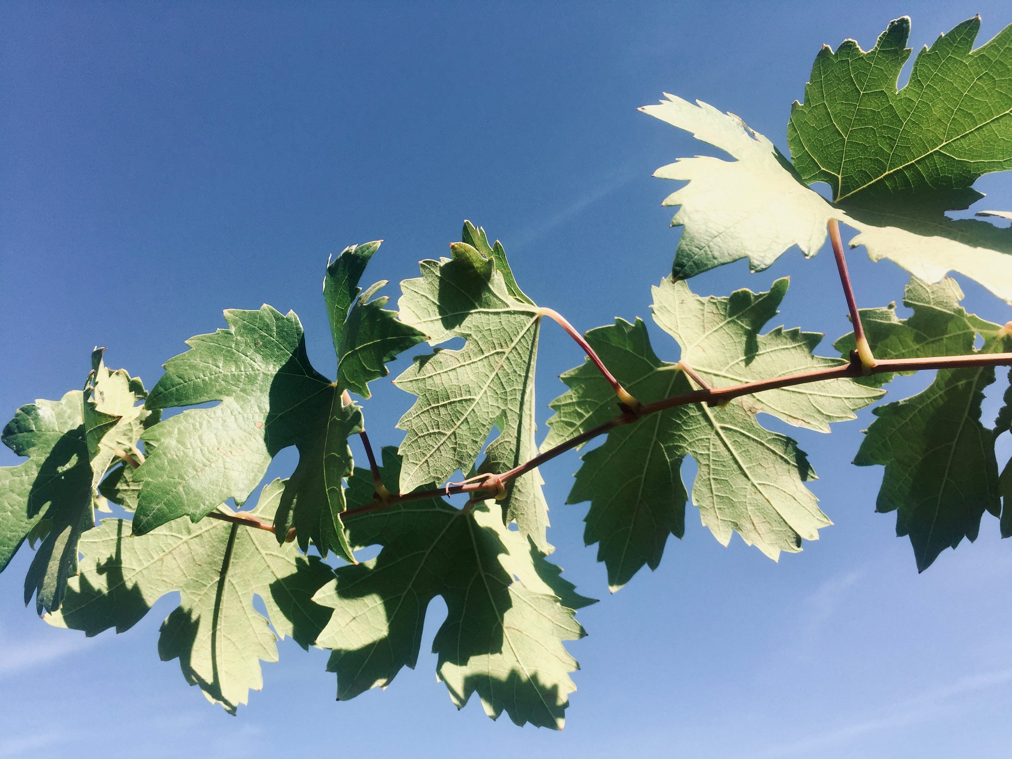 Artwork for smellovision