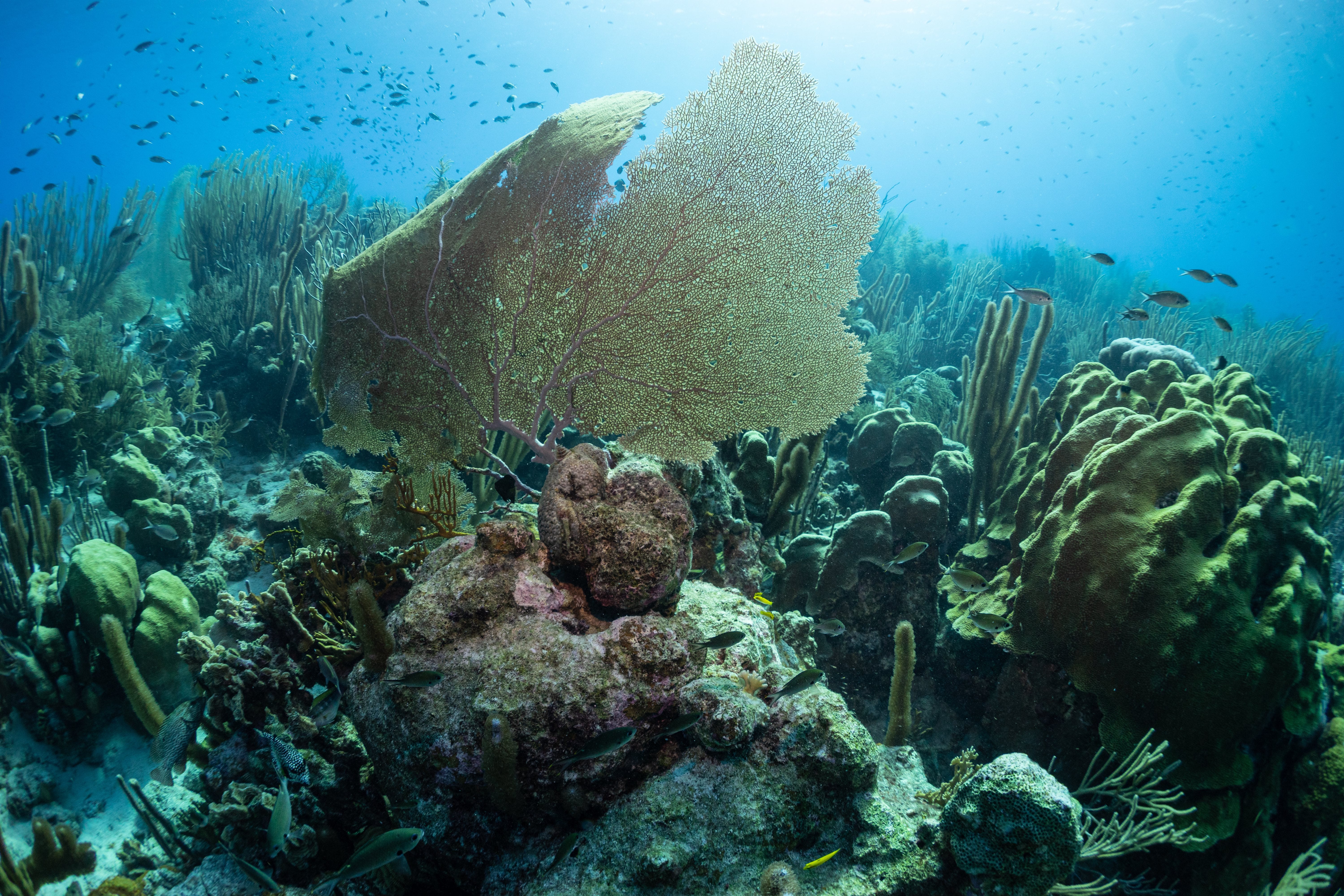 Bonaire dispatch - by Jason Heaton - SWIMPRUF