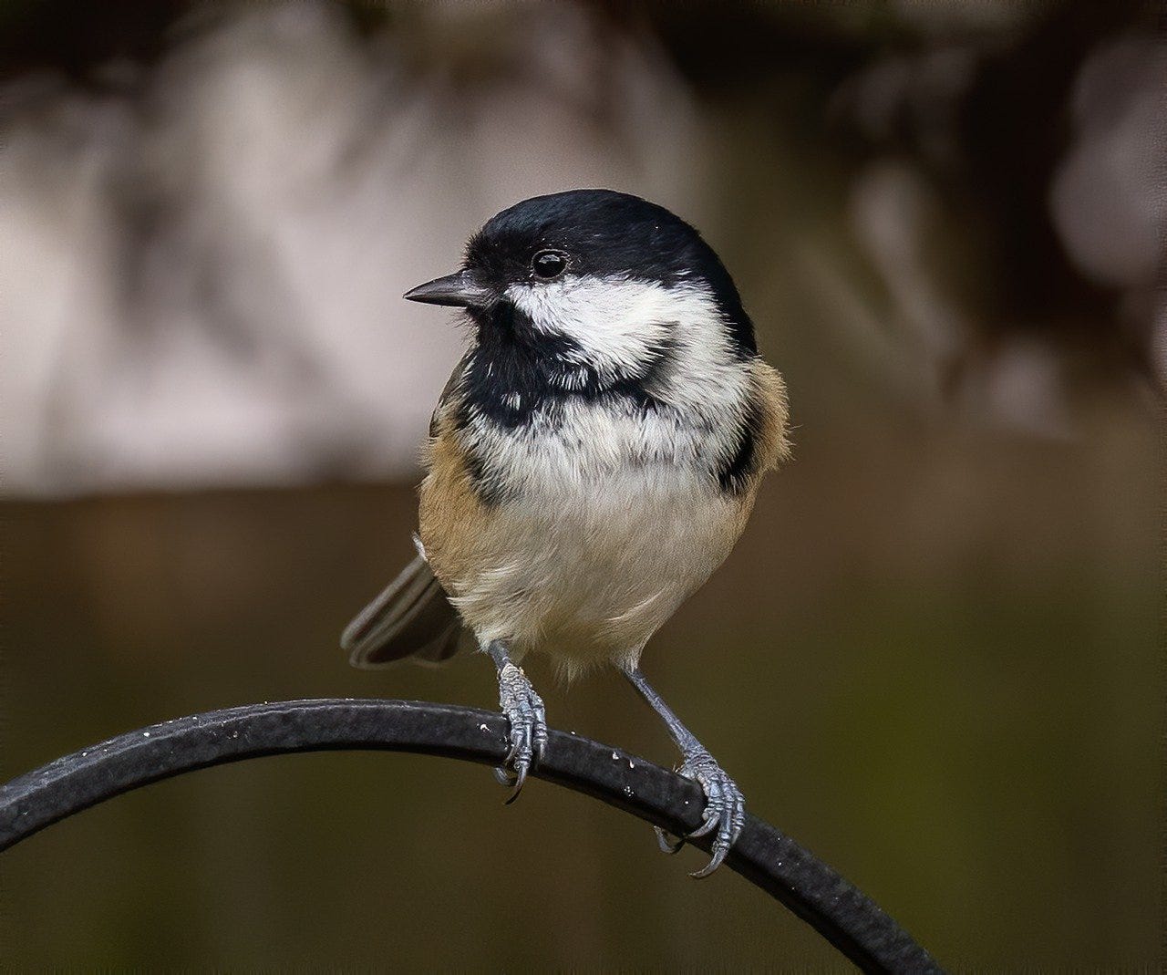 Coal Tit - by Charlie from Birdsong Academy