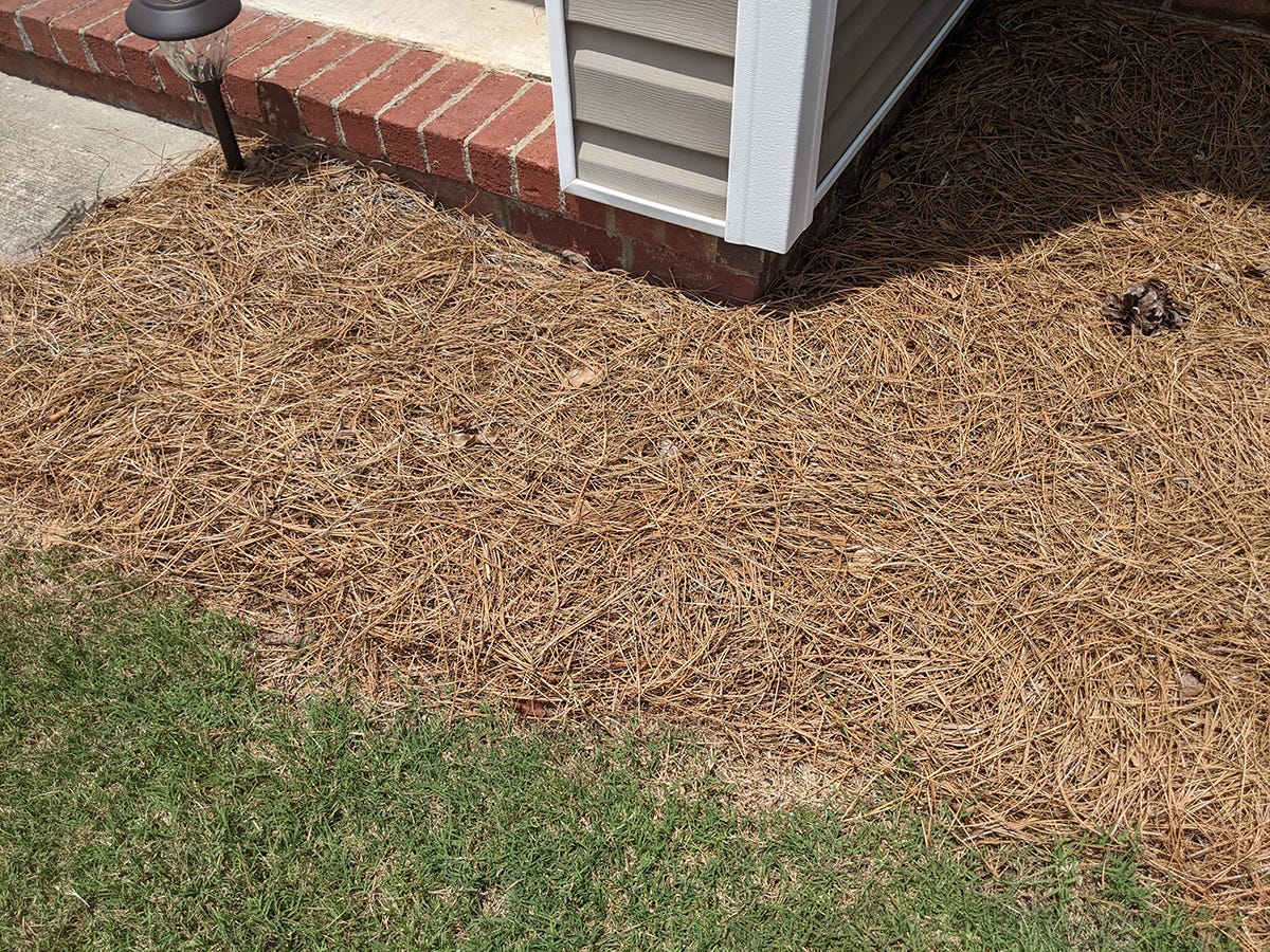 The Pros and Cons of Pine Straw Mulch (2024)