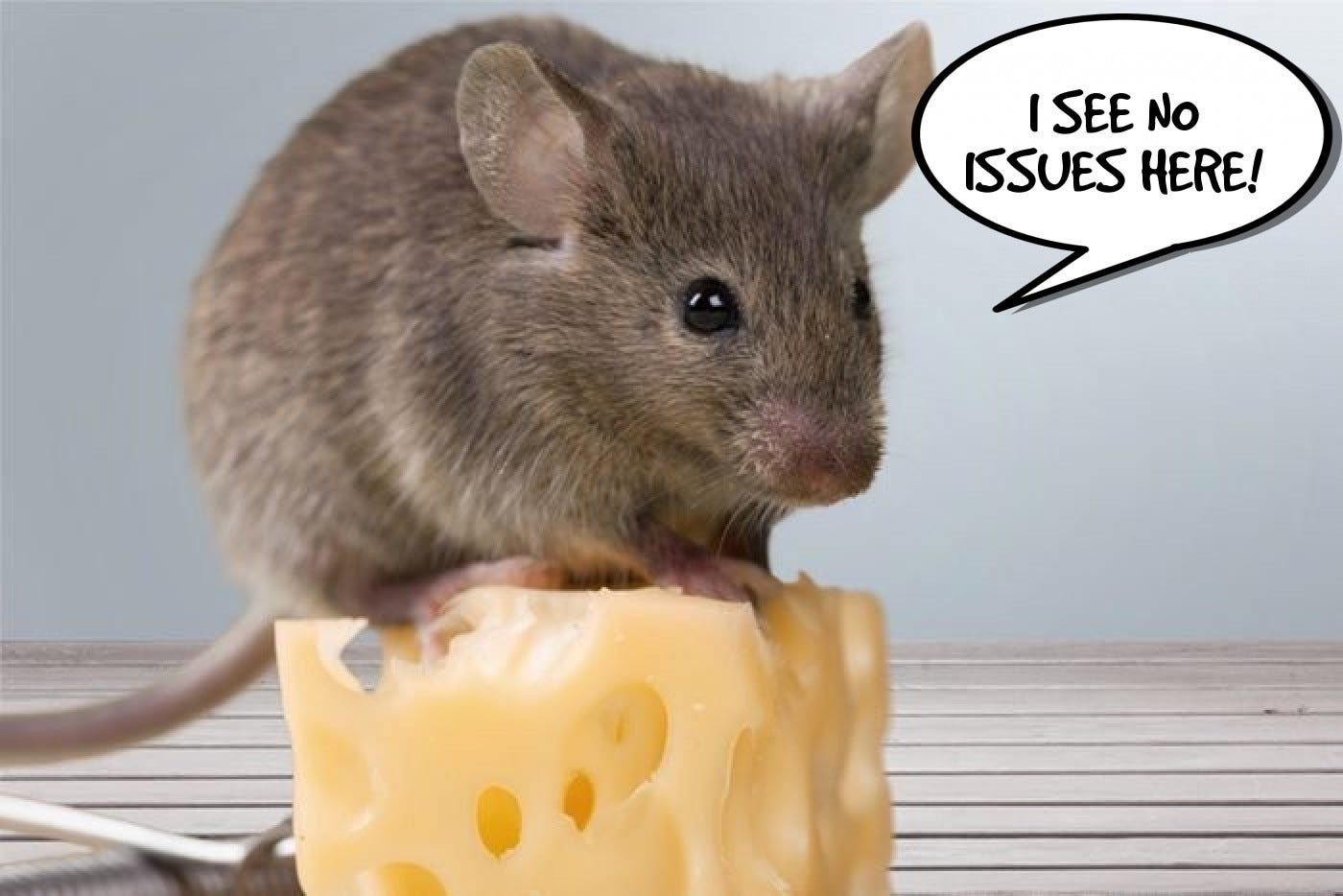 Про мышей и сыр. Мышонок с сыром. Мышь с сыром. Серый мышь с сыром. Толстая мышь.