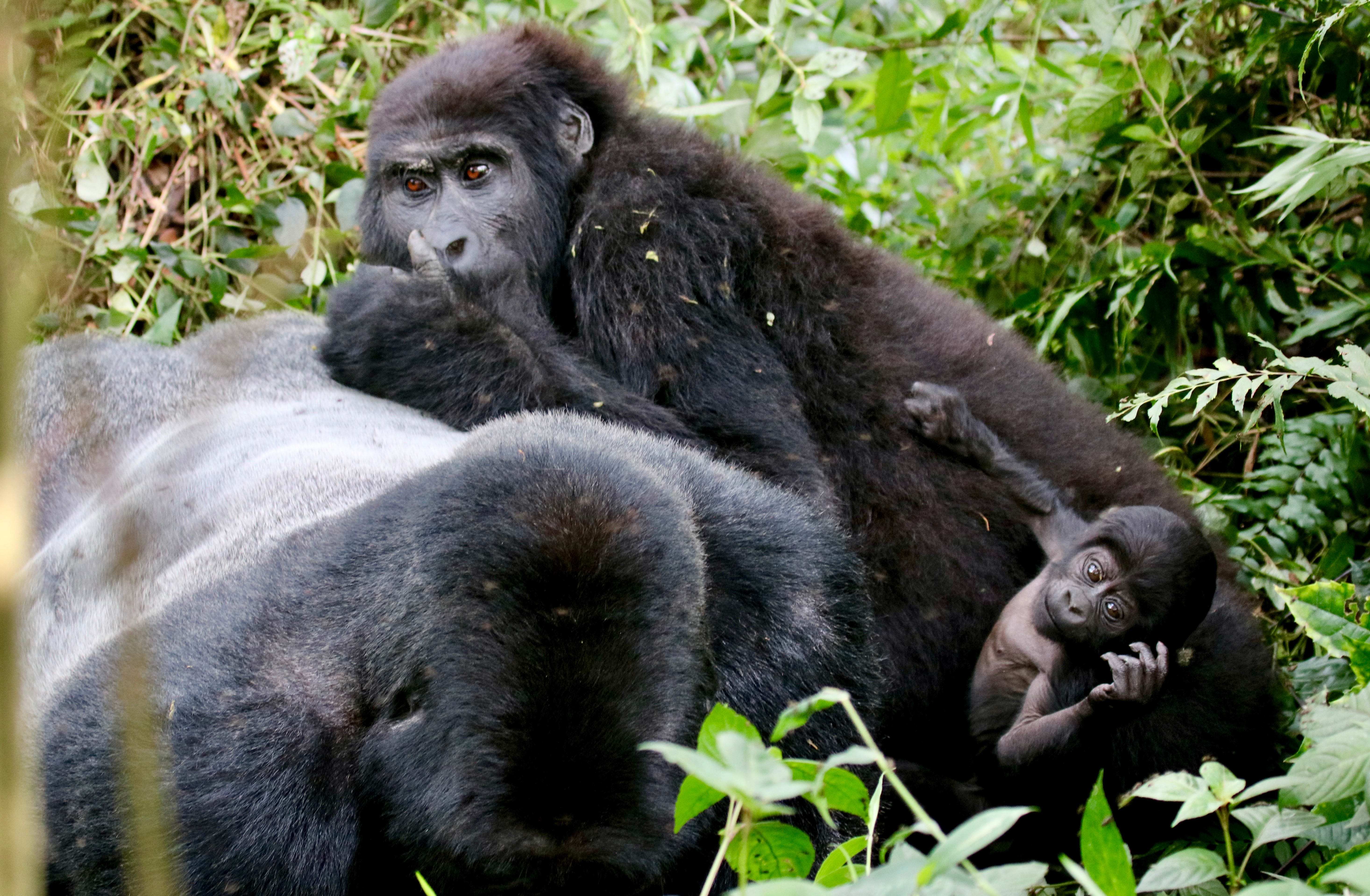 New study in Rwanda shows gorilla orphans thrive thanks to strong social  ties - RFI