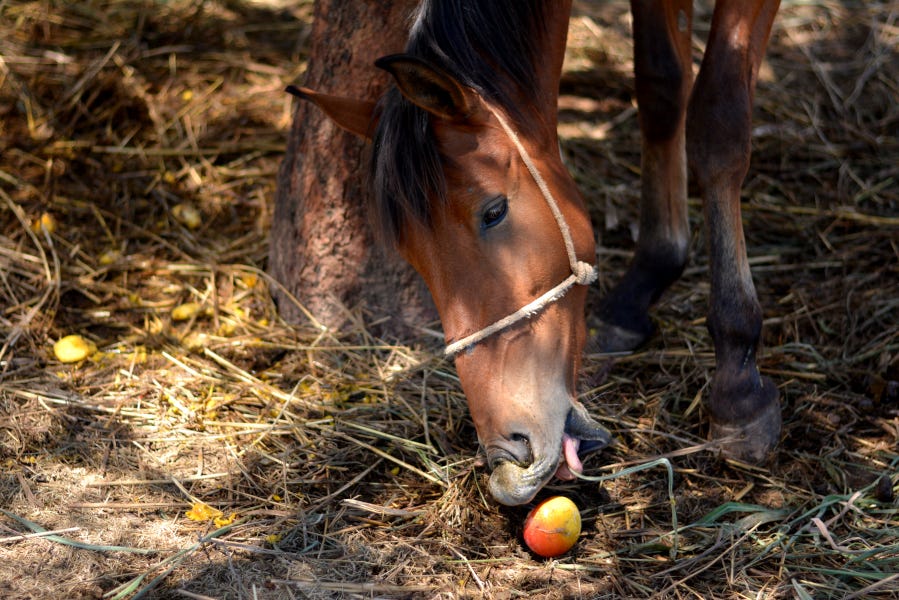 Arrebenta cavalo / Planta que você tem que que conhecer 