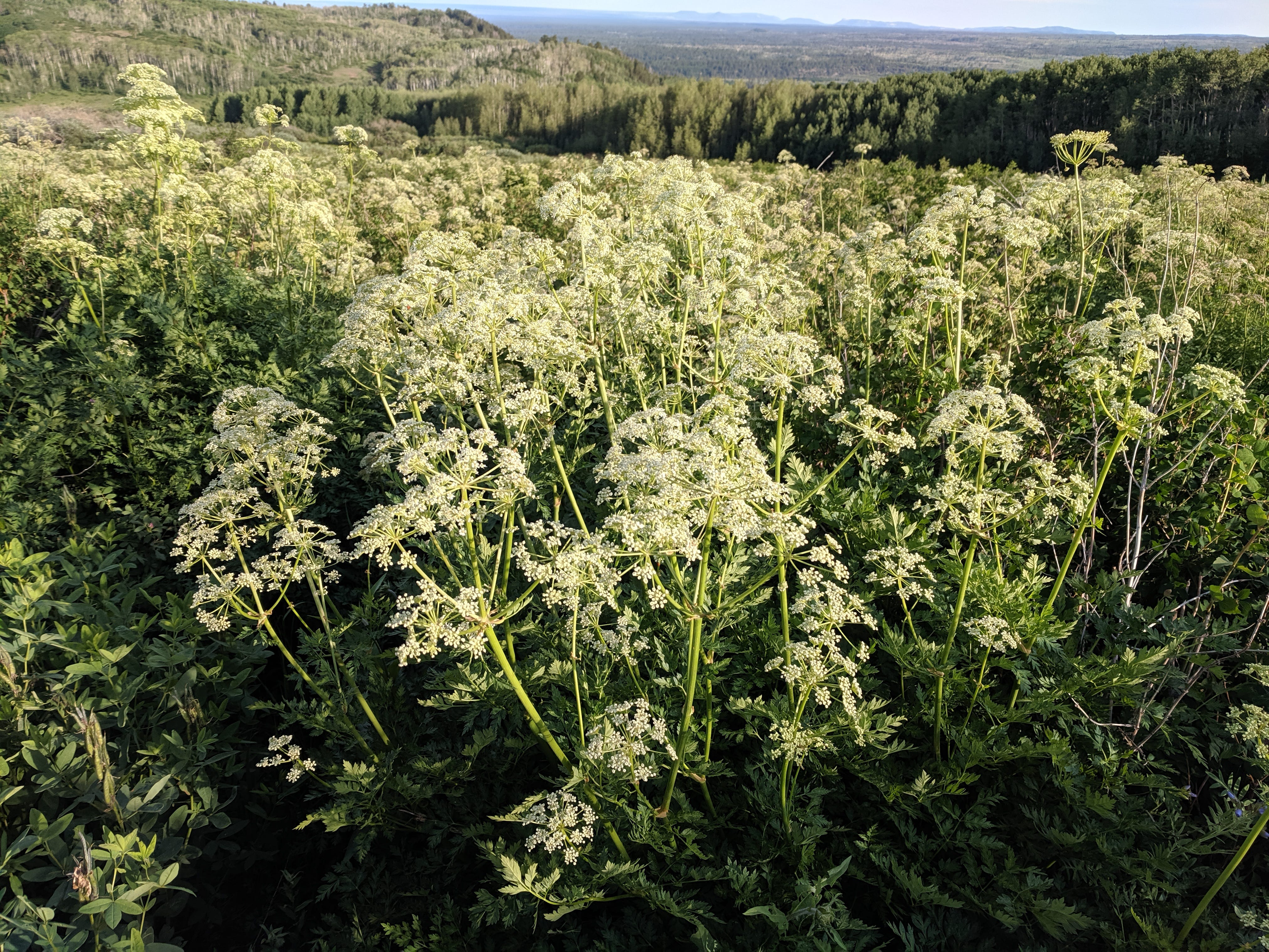 Bioregional Herbalism, Vitalism, Ancestral Knowledge