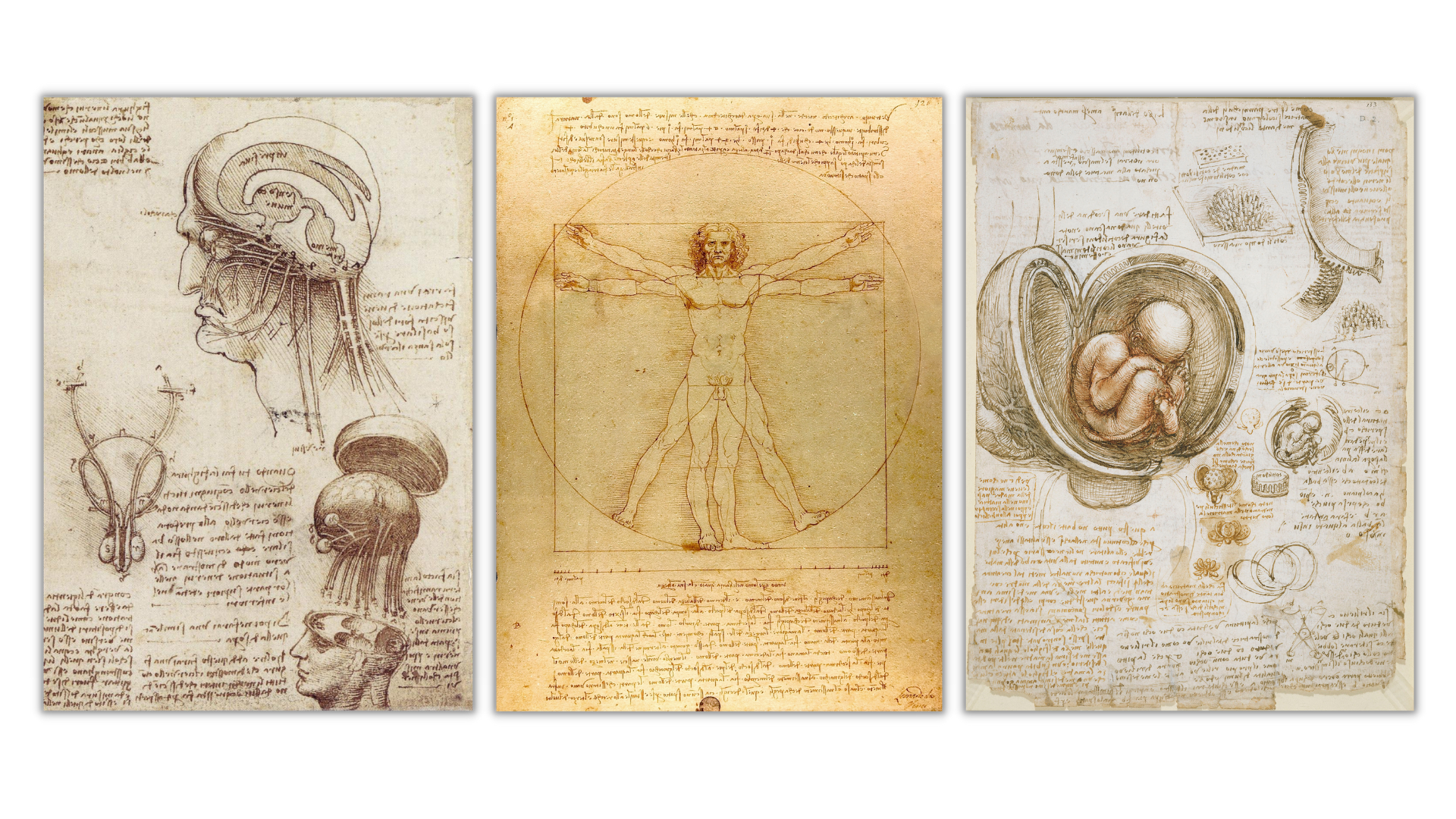 Leonardo da Vinci: His History, Humanity & 5 Attributes You Can Adopt Today  🚀