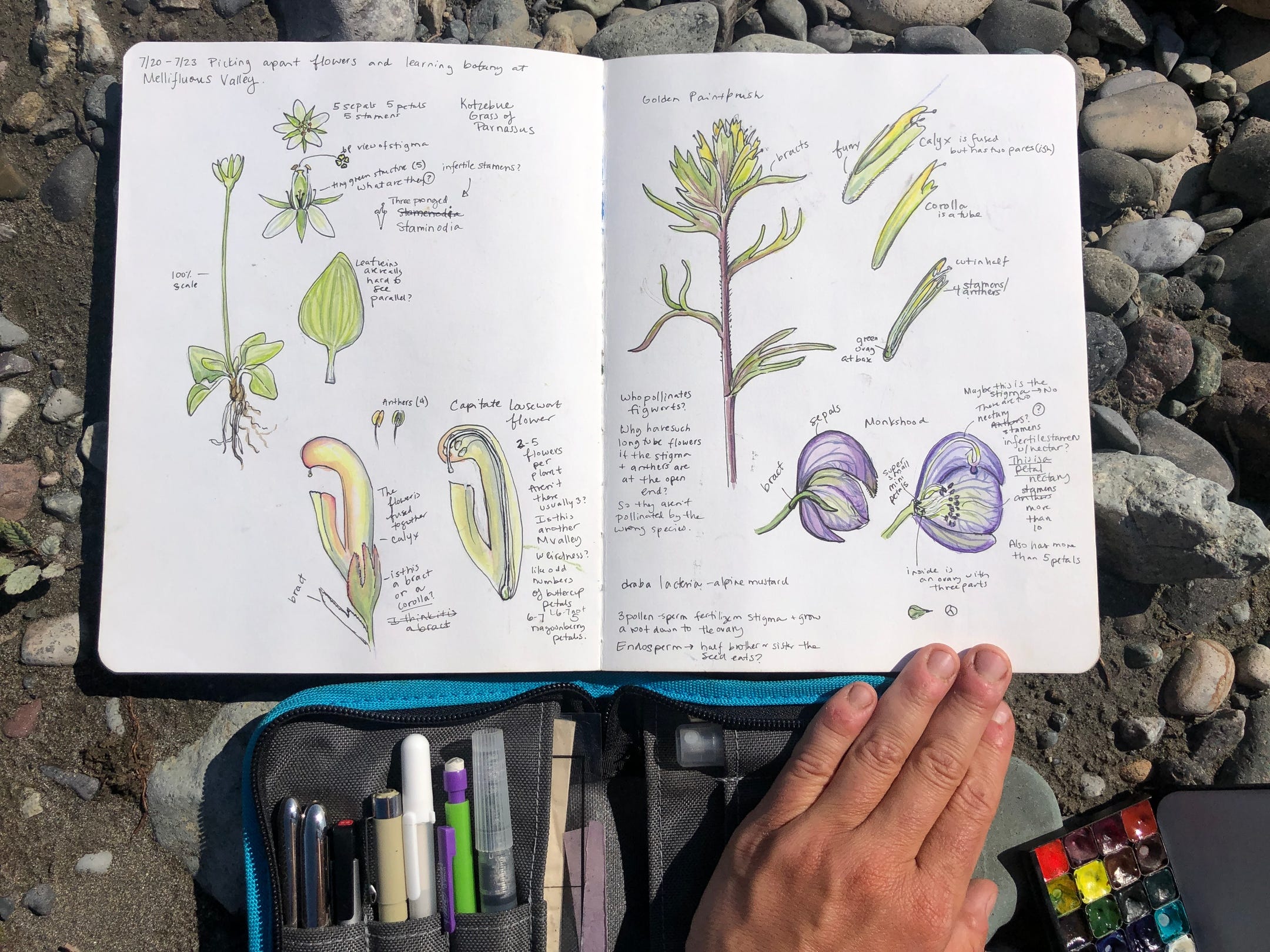 Nature Journaling — Kristin Link