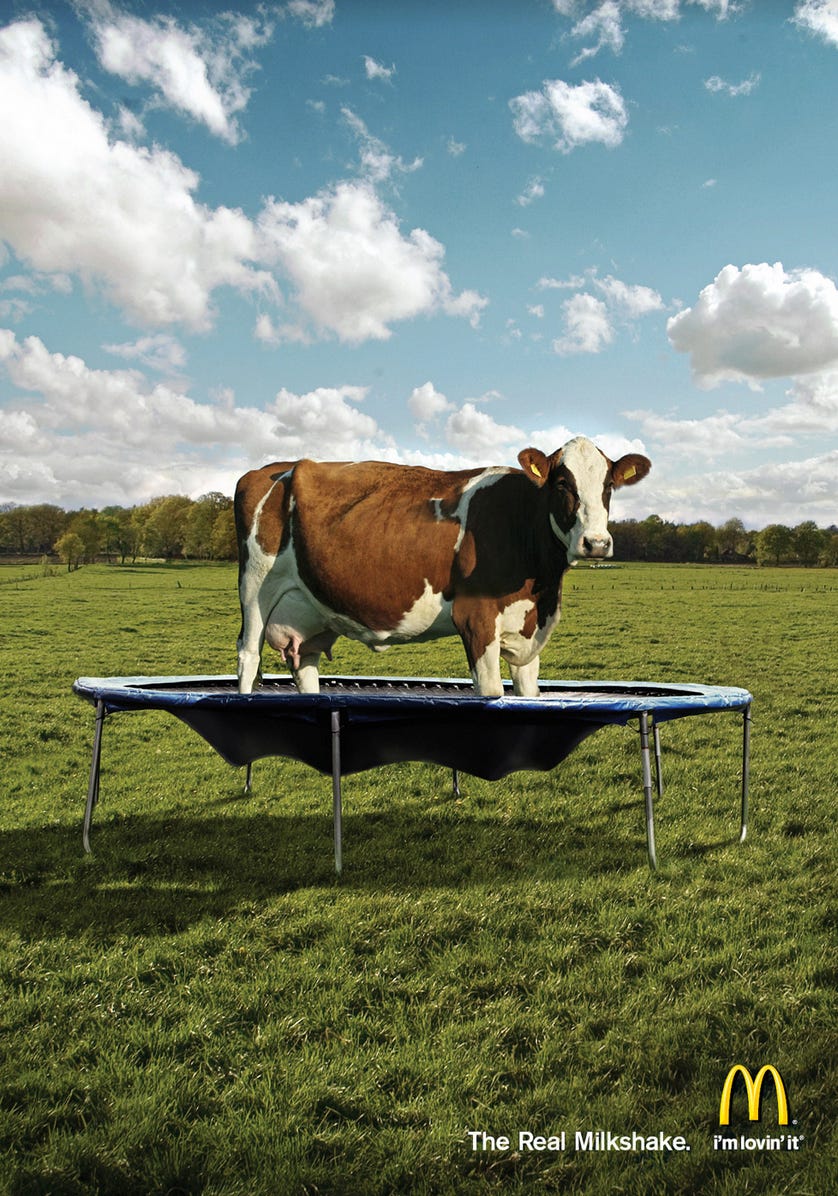 Misbrug Slip sko foretrække A Cow on a Trampoline - by Paddy Gilmore | Studio Gilmore