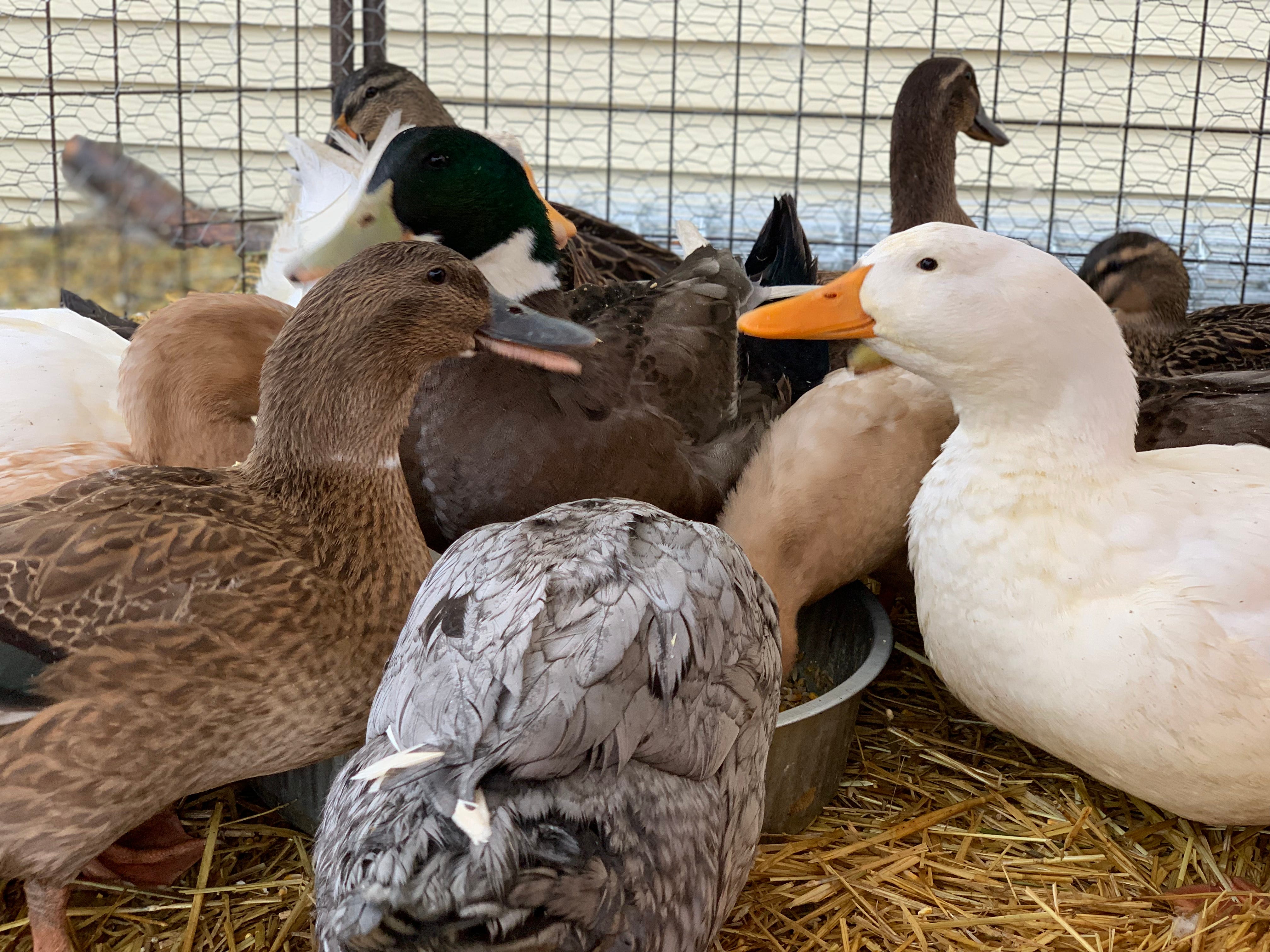 Duck with Man Face Buddy