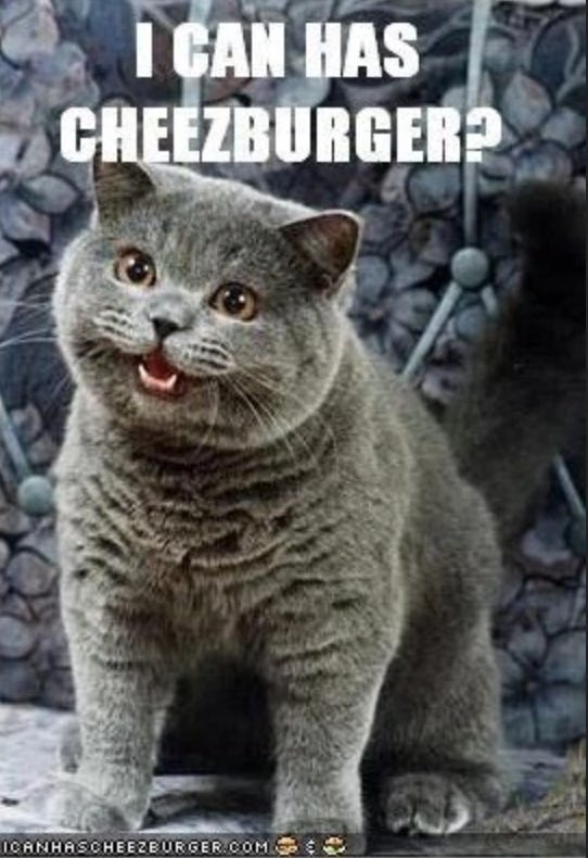 Thursday CATastrophic Comedy - 21 Cat Memes And Videos To Broadcast During  Work Meetings - I Can Has Cheezburger?