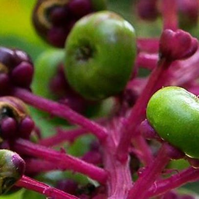 Artwork for American Pokeweed