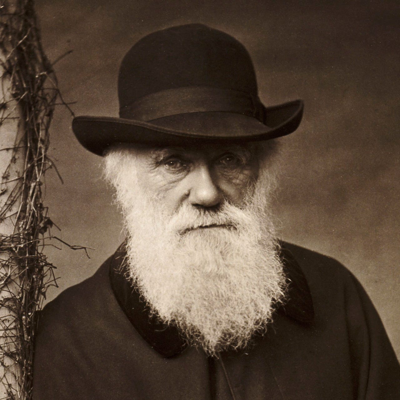 The Darwinian 